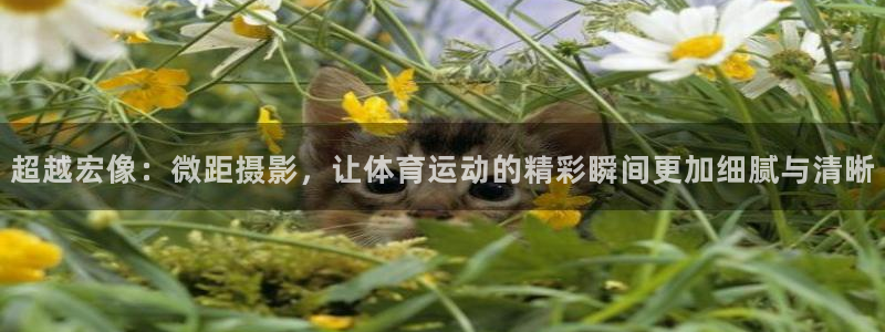 意昂33登录：超越宏像：微距摄影，让体育运动的精彩瞬间更加细腻与清晰